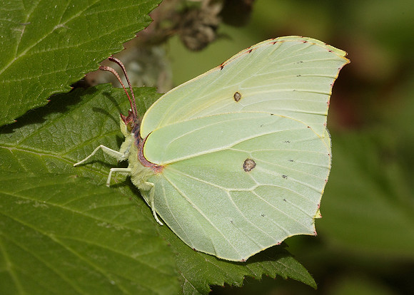 Brimstone Gonepteryx rhamni