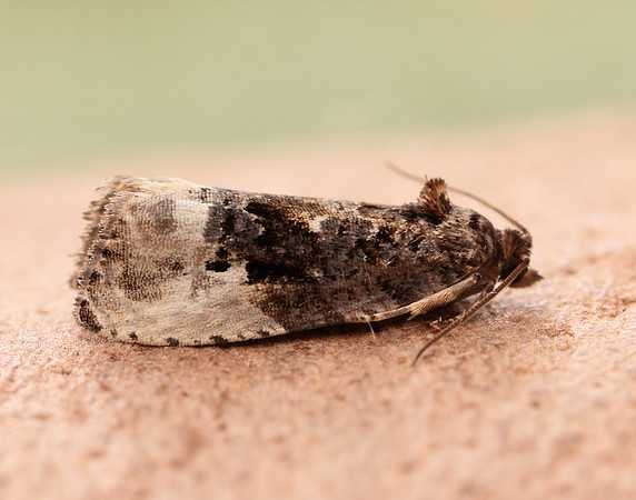 49.156 BF1083 Marbled Orchard Tortrix Hedya nubiferana