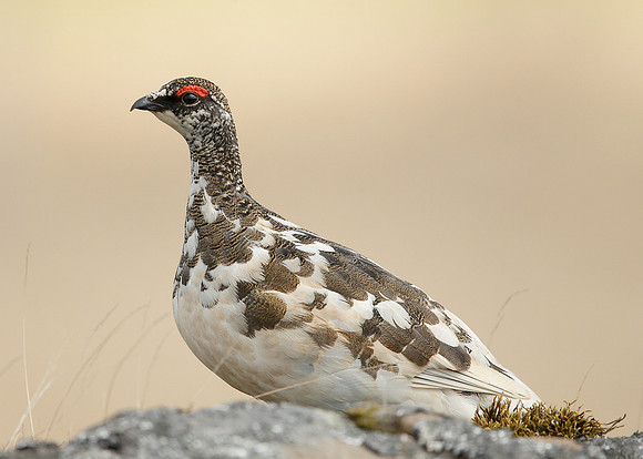 Ptarmigan Lagopus mutus