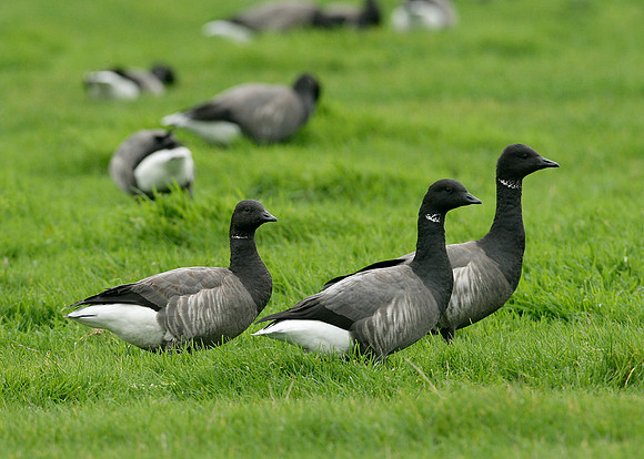 Brent Goose Branta bernicla