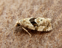 49.101 BF926 Phalonidia manniana