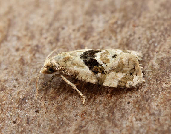 49.101 BF926 Phalonidia manniana