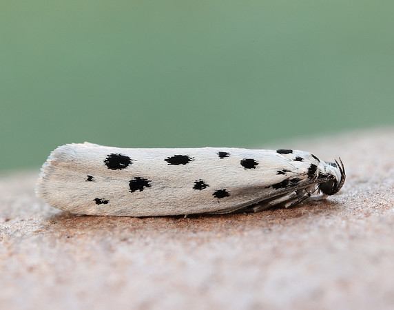 33.001 BF718 Ethmia dodecea
