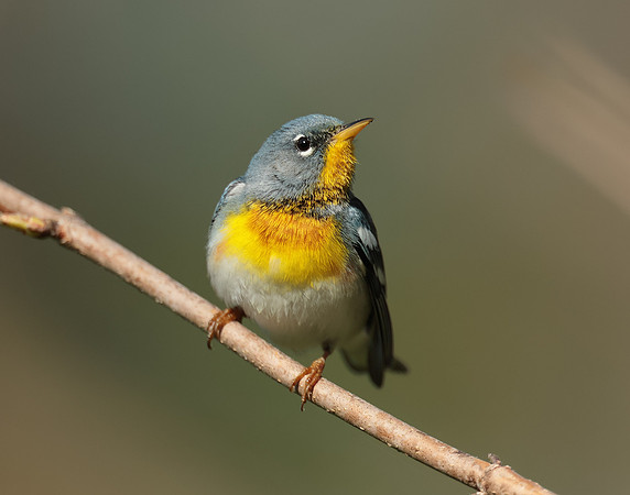 Northern Parula