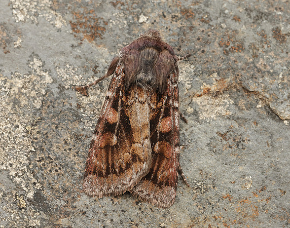 73.363 BF2125 Northern Dart Xestia alpicola