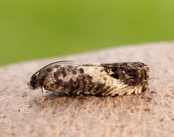 49.367 BF1236 Pammene fasciana