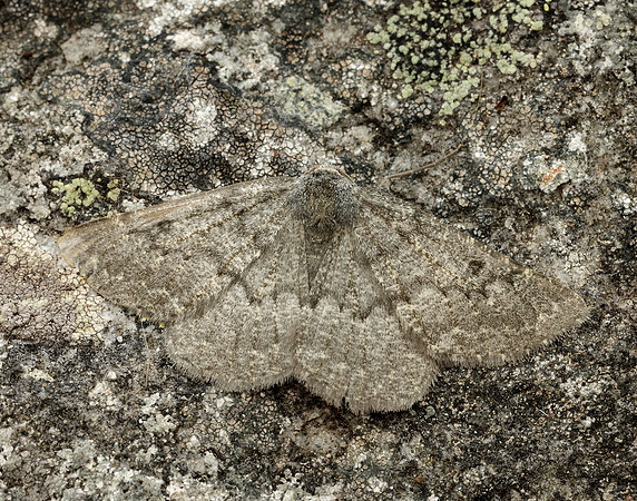 70.285 BF1963 Scotch Annulet Gnophos obfuscata