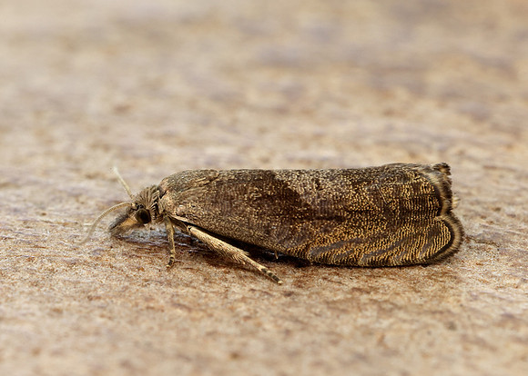 49.315 BF1281 Dichrorampha simpliciana