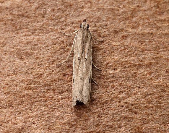 62.059 BF1484 Phycitodes saxicola