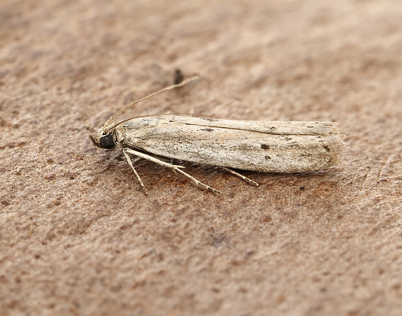 62.059 BF1484 Phycitodes saxicola