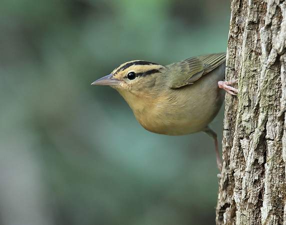Worm-eating Warbler Helmitheros vermivorum