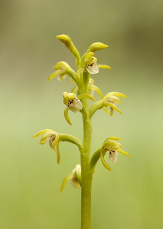 Coralroot Orchid Corallorhiza trifida