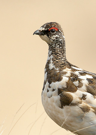 Ptarmigan Lagopus mutus
