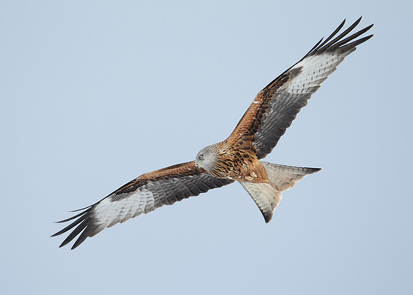 Red Kite Milvus milvus