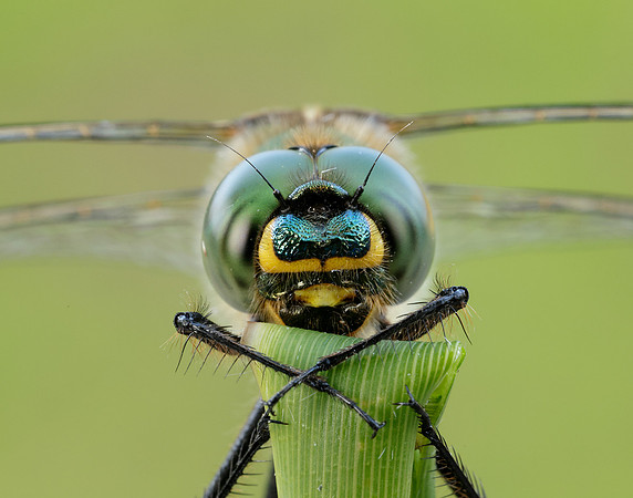 Brilliant Emerald Somatochlora metallica