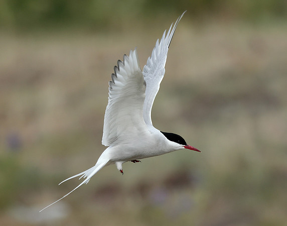Arctic Tern Sterna paradisaea