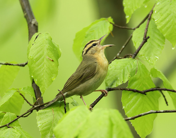 Worm-eating Warbler Helmitheros vermivorum