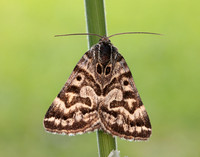 72.084 BF2462 Mother Shipton Euclidia mi