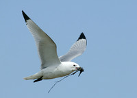 Kittiwake Rissa tridactyla