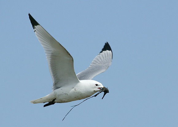 Kittiwake Rissa tridactyla