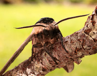 69.006 BF1976 Privet Hawk-moth Sphinx ligustri