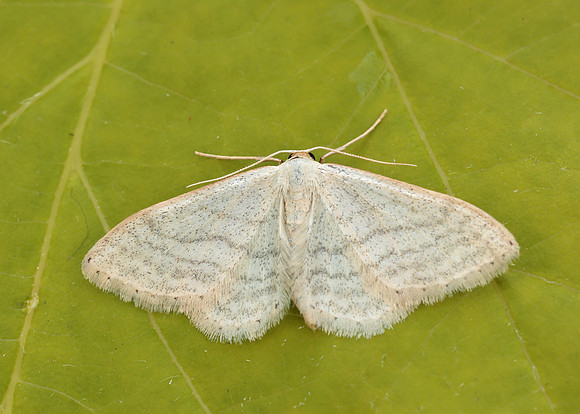 70.009 BF1709 Satin Wave Idaea subsericeata