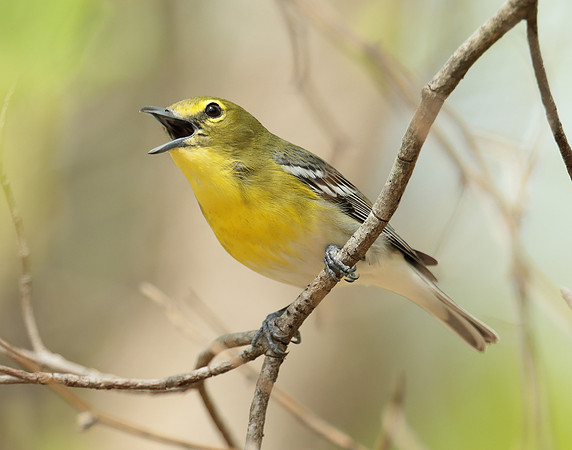 Yellow-throated Vireo Vireo flavifrons