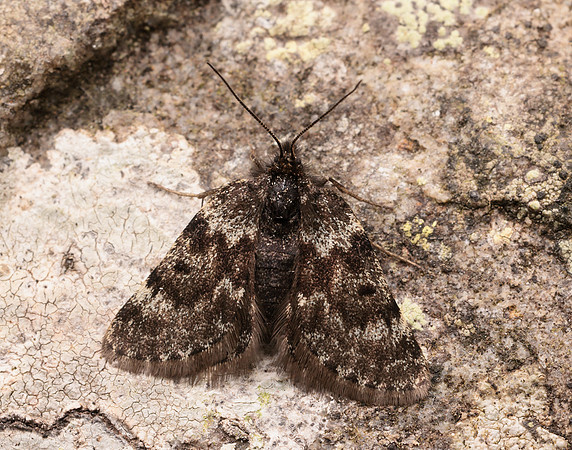 70.289 BF1965 Black Mountain Moth Glacies coracina