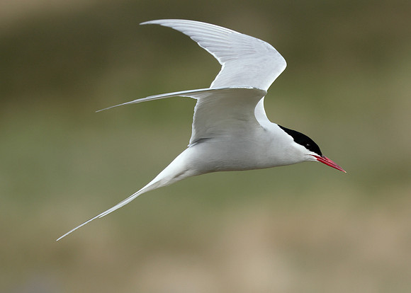 Arctic Tern Sterna paradisaea