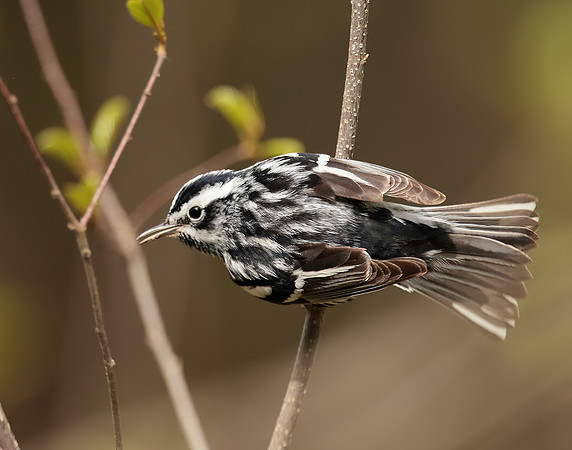 Black & White Warbler Mniotilta varia