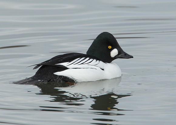 Goldeneye Bucephala clangula