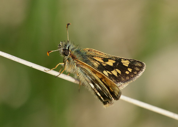 Chequered Skipper Carterocephalus palaemon