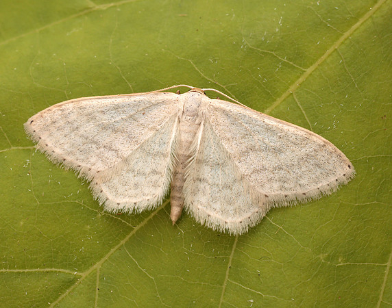 70.009 BF1709 Satin Wave Idaea subsericeata