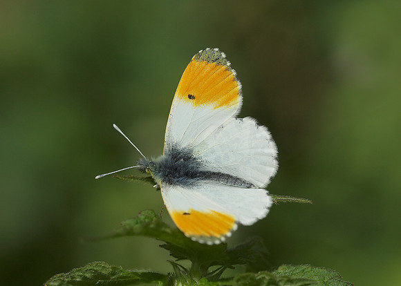 Orange-tip Anthocharis cardamines