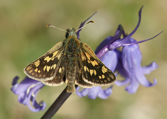 Chequered Skipper Carterocephalus palaemon