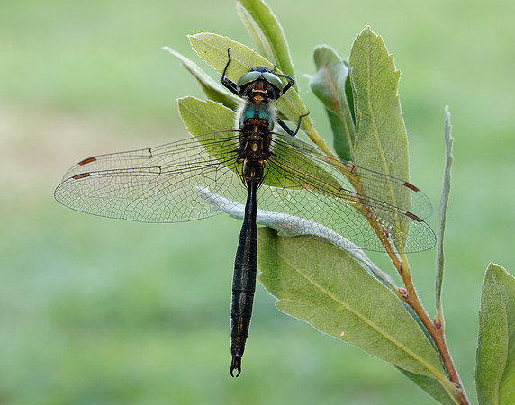 Northern Emerald Somatochlora arctica