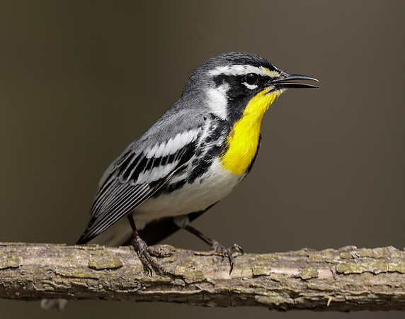Yellow-throated Warbler  Setophaga dominica
