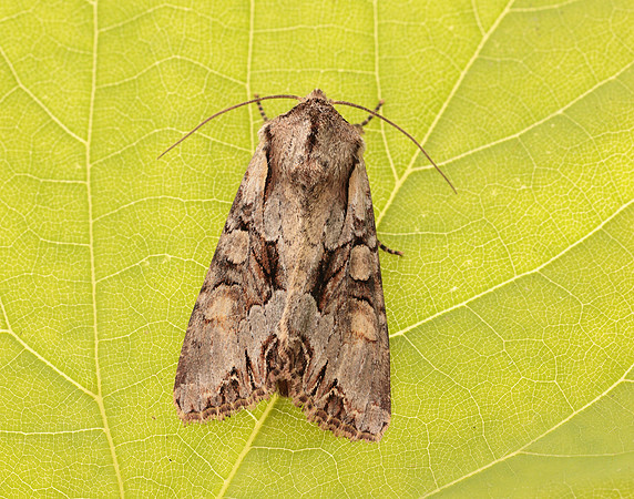 73.263 BF2157 Light Brocade Lacanobia w-latinum