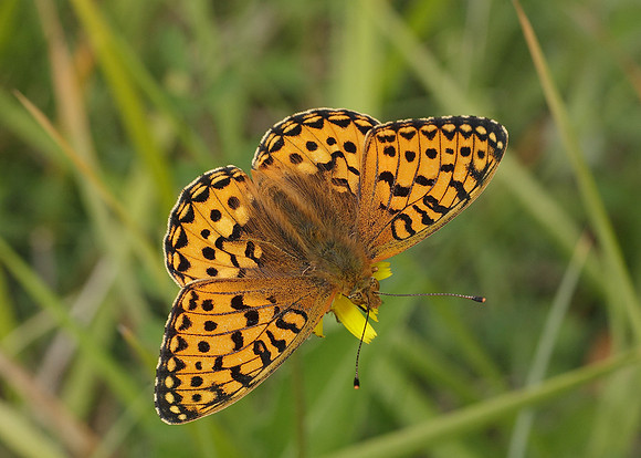 Dark Green fritillary Argynnis aglaja