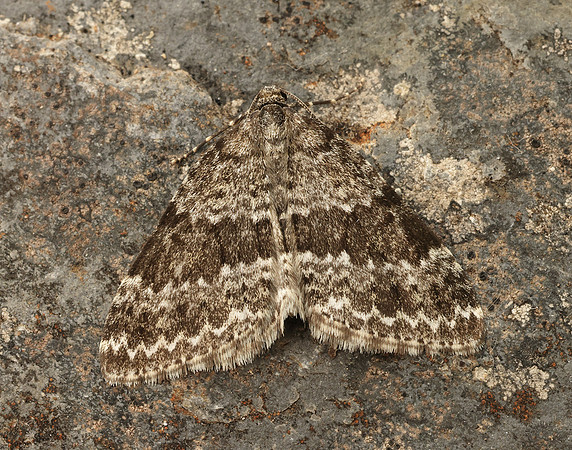 70.072 BF1744 Grey Mountain Carpet Entephria caesiata