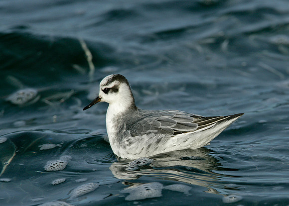 Grey Phalarope Phalaropus fulicarius