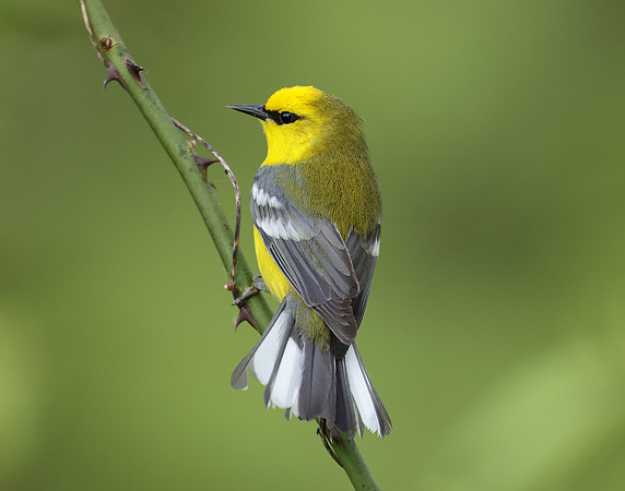 Blue-winged Warbler Vermivora cyanoptera