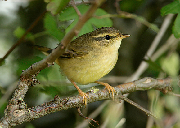 Radde's Warbler Phylloscopus schwarzi