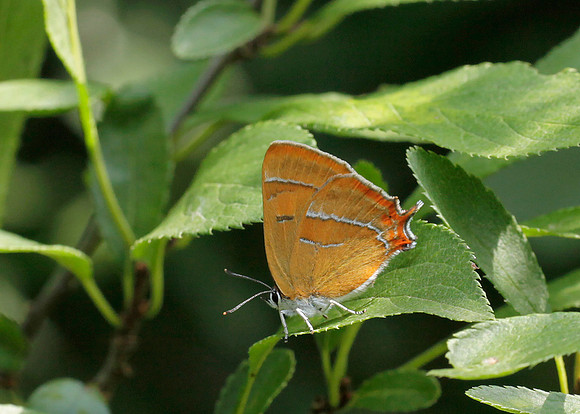Brown Hairstreak Thecla betulae