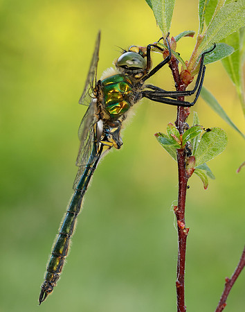 Brilliant Emerald Somatochlora metallica