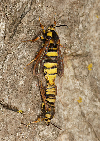 52.002 BF0370 Hornet Moth Sesia apiformis