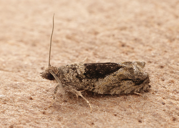 49.255 BF1138 Epinotia nisella