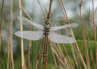 Common Hawker Aeshna juncea