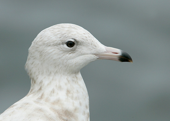 Glaucous Gull Larus hyperboreus