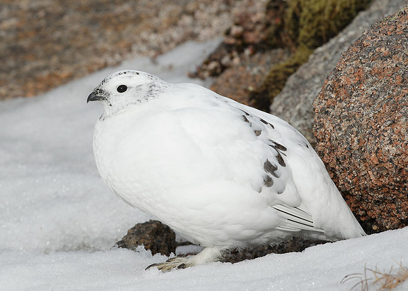 Ptarmigan Lagopus mutus